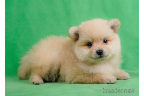 成約済の東京都のポメラニアン-227651の3枚目